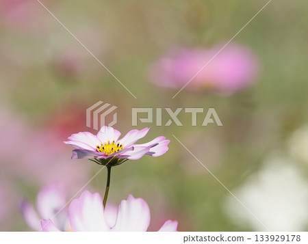 漂亮的宇宙 133929178