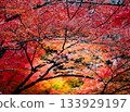 色彩鮮豔、美麗立體的秋葉 133929197