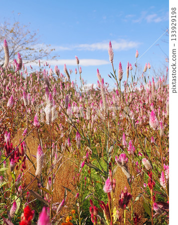 Many cockscombs blooming against the blue sky 133929198