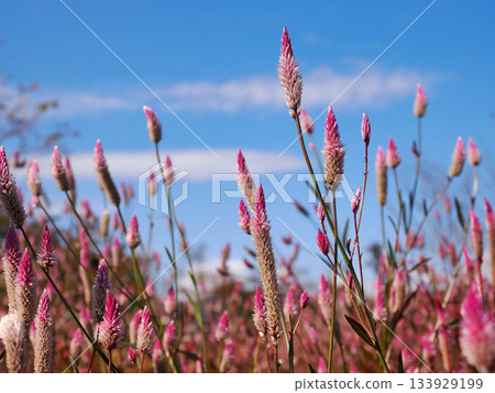 Many cockscombs blooming against the blue sky Many cockscombs blooming against the blue sky 133929199