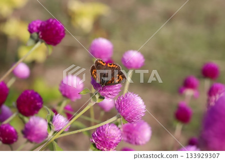 A silver butterfly sucking nectar from a pink crape myrtle flower blooming in an autumn garden A silver butterfly sucking nectar from a pink crape myrtle flower blooming in an autumn garden 133929307