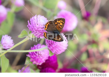 A silver butterfly sucking nectar from a pink crape myrtle flower blooming in an autumn garden A silver butterfly sucking nectar from a pink crape myrtle flower blooming in an autumn garden 133929310