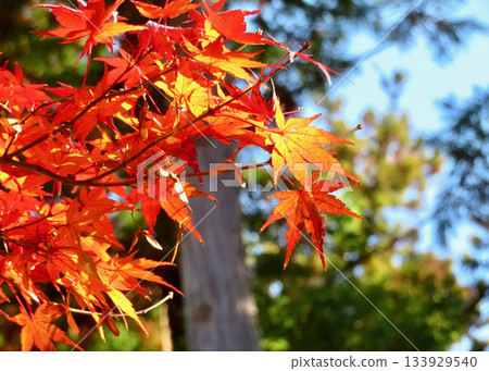 Autumn leaves of Jokoenji Autumn leaves of Jokoenji 133929540