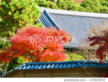 Jokoenji秋葉 133929542