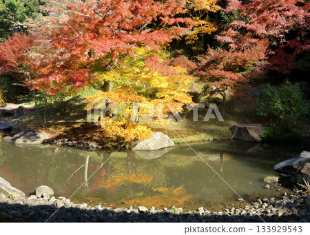 Jokoenji秋葉 133929543