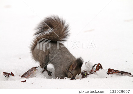 Hokkaido squirrel in its winter fur searching for food it has hidden for the winter. Hokkaido squirrel in its winter fur searching for food it has hidden for the winter. 133929607