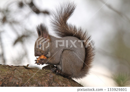 北海道松鼠身披冬毛，正在吃冬天埋在地下的栗子。 133929801