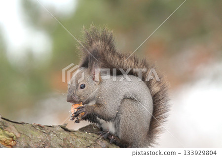 北海道松鼠身披冬毛，正在吃冬天埋在地下的栗子。 133929804