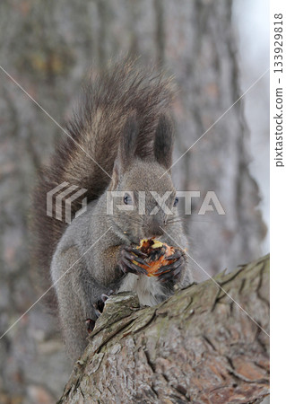 Hokkaido squirrel in its winter fur eating chestnuts that had been buried for winter. Hokkaido squirrel in its winter fur eating chestnuts that had been buried for winter. 133929818