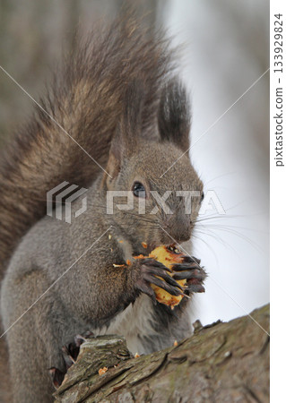 Hokkaido squirrel in its winter fur eating chestnuts that had been buried for winter. 133929824