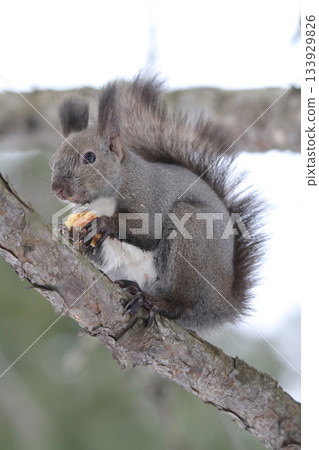 北海道松鼠身披冬毛,正在吃冬天埋在地下的栗子。 北海道松鼠身披冬毛,正在吃冬天埋在地下的栗子。 133929826