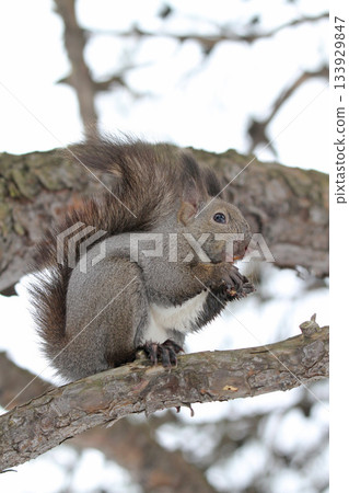 Hokkaido squirrel in its winter coat grooming its face after a meal 133929847