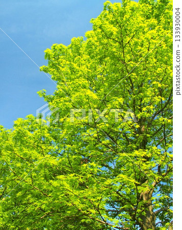 Fresh green maple leaves in a park in early summer Fresh green maple leaves in a park in early summer 133930004