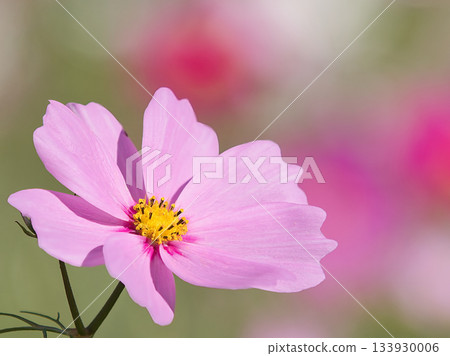 Pink cosmos flowers blooming in the autumn sunlight Pink cosmos flowers blooming in the autumn sunlight 133930006