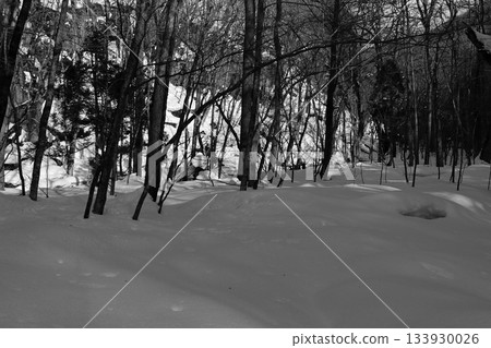 A snowy forest 133930026