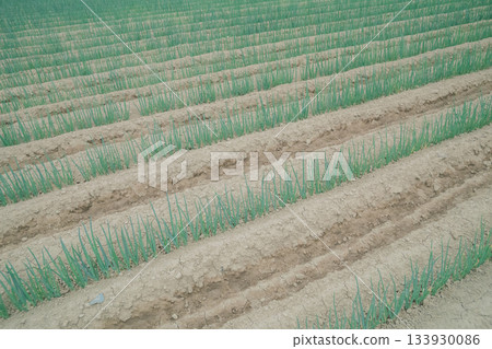green onion field, vegetables, vegetable 133930086