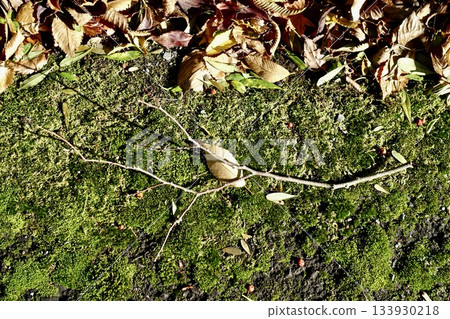 苔蘚上的枯葉和樹枝 133930218