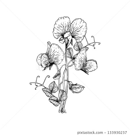A delicate botanical vector illustration of sweet pea flowers and leaves. Ruffled petals, slender stems, and curling tendrils. The detailed linework in a classic vintage style. Painted by black inks. 133930237