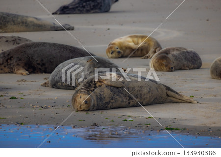 Seals Resting on the Warm Sandy Beach by the Ocean, a Basking Coastal Wildlife Scene 133930386