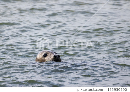 A Seals Swimming in the Tranquil and Calm Waters A Glimpse into Marine Lifes Beauty 133930390