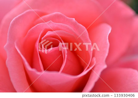 一朵粉紅玫瑰的特寫 133930406
