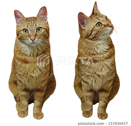 A frontal photograph of a brown tabby cat sitting with its paws together 133930437