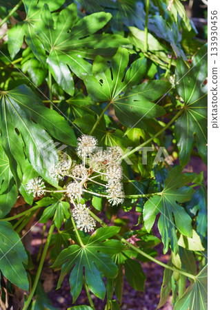 八角金盤－秋季盛開的八角金盤花 133930456