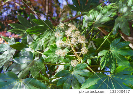 八角金盤－秋季盛開的八角金盤花 133930457