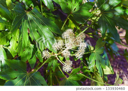 八角金盤－秋季盛開的八角金盤花 133930460