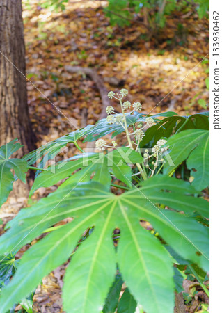 Fatsia - Fatsia flowers that bloom in autumn 133930462