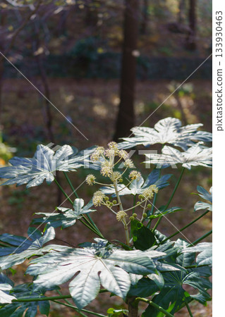 Fatsia - Fatsia flowers that bloom in autumn 133930463