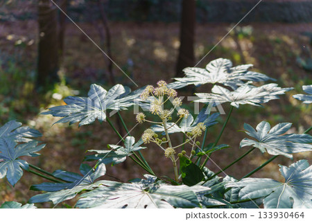 八角金盤－秋季盛開的八角金盤花 133930464