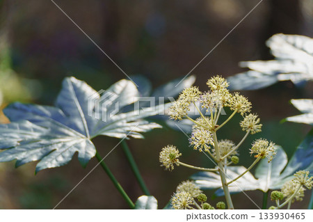 八角金盤-秋季盛開的八角金盤花 八角金盤-秋季盛開的八角金盤花 133930465