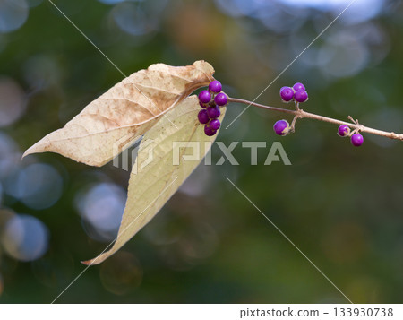 Purple purplish purple berries in early winter 133930738
