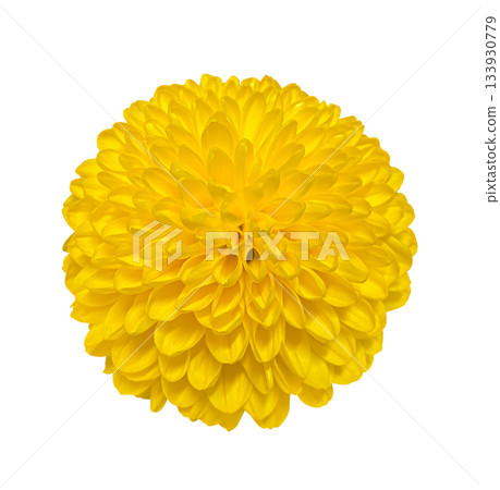 Yellow Spray Chrysanthemum isolated on white background with clipping path. Floral design element for cards, invitations, posters. Yellow Spray Chrysanthemum isolated on white background with clipping path. Floral design element for cards, invitations, posters. 133930779