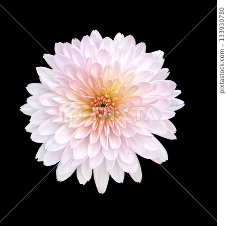 Close up Pale Pink Chrysanthemum isolated on a black Background with clipping path. Floral design element for cards, invitations, posters. 133930780