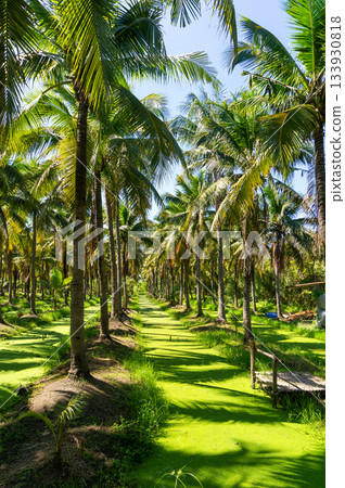 棕櫚樹林 133930818
