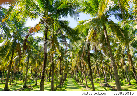 Palm tree field Palm tree field 133930819