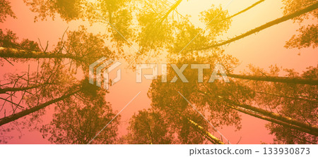 Vintage frame from trees at sunset in spring. Pine forest in evening. Perspective view. Pine trees against purple sky with sun Vintage frame from trees at sunset in spring. Pine forest in evening. Perspective view. Pine trees against purple sky with sun 133930873