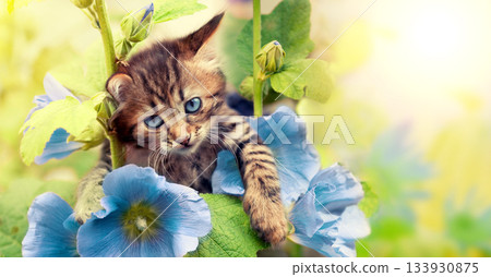 Portrait of a funny little kitten in the garden with mallow flowers 133930875
