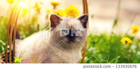 Cute little seal point kitten sitting in a basket on a lawn with dandelions 133930876