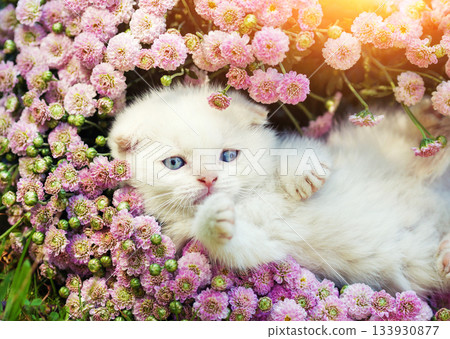 Cute little white Scottish fold kitten sitting in the flowers 133930877