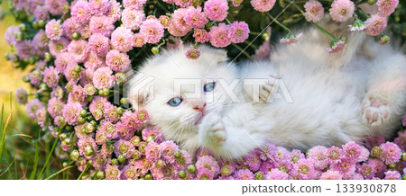 Cute little white Scottish fold kitten sitting in the flowers. Horizontal banner 133930878