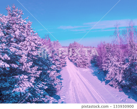Pine snow-covered forest in winter early in the morning. Pine trees are covered with snow. Aerial view Pine snow-covered forest in winter early in the morning. Pine trees are covered with snow. Aerial view 133930900