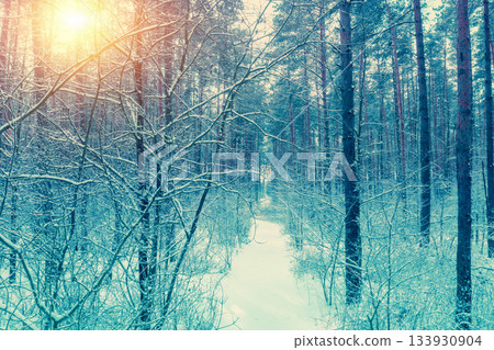 Pine forest covered with snow. Christmas background Pine forest covered with snow. Christmas background 133930904