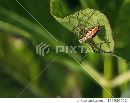 葉子上的山貓蜘蛛 葉子上的山貓蜘蛛 133930912