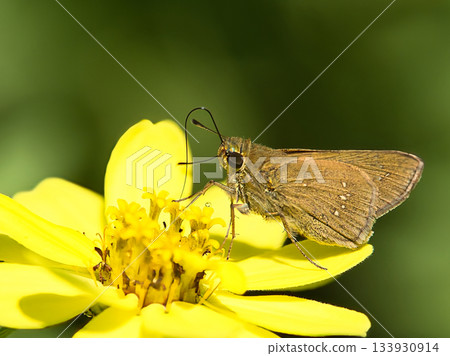 Small iron swift sucking nectar Small iron swift sucking nectar 133930914