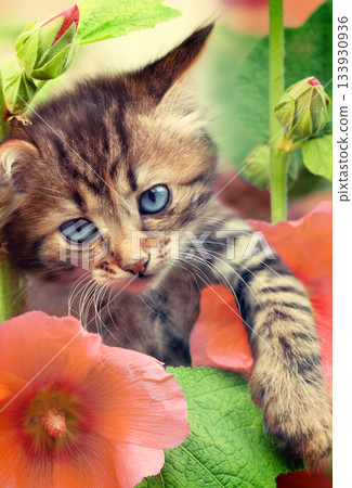 Portrait of a funny little kitten in the garden with mallow flowers Vertical banner Portrait of a funny little kitten in the garden with mallow flowers Vertical banner 133930936