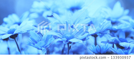 Vintage flower background at sunset light Horizontal banner Vintage flower background at sunset light Horizontal banner 133930937