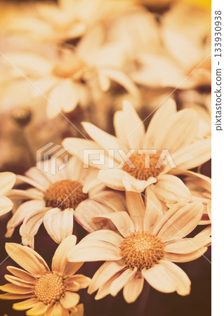 Vintage flower background at sunset light. Vertical banner Vintage flower background at sunset light. Vertical banner 133930938